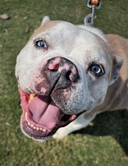 Enlarge Ole Man 1116-25, a Adoptable mixed breed in Cumming, GA image 3/3