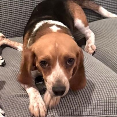 Enlarge Lydia, a ADOPTABLE Beagle in Irmo, SC image 2/4