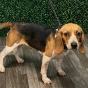Lydia, ADOPTABLE, Adult Female Beagle.
