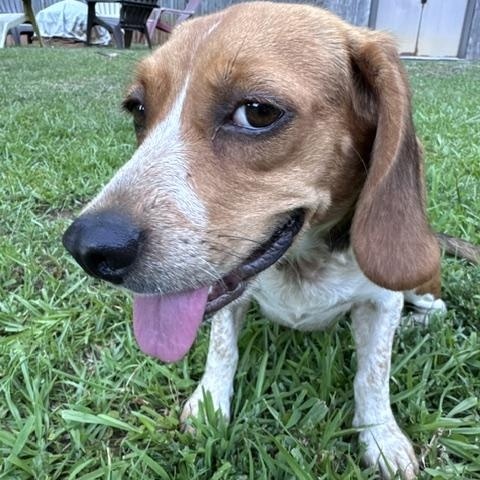 Enlarge Lydia, a ADOPTABLE Beagle in Irmo, SC image 3/4