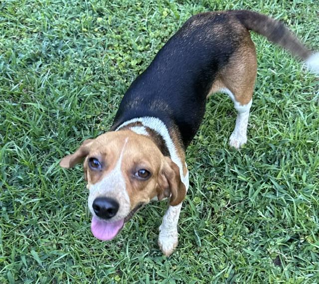 Enlarge Lydia, a ADOPTABLE Beagle in Irmo, SC image 4/4