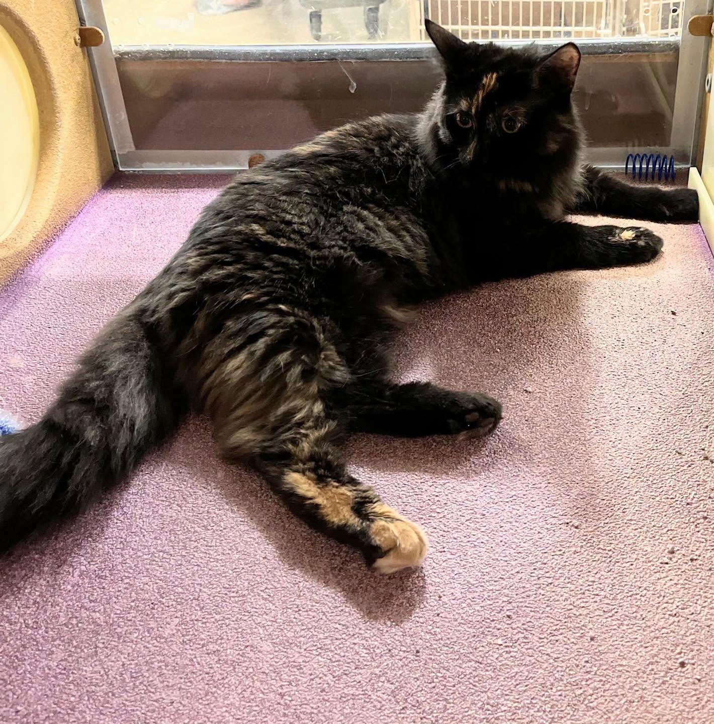 Enlarge Silver, a Adoptable Tortoiseshell in Noblesville, IN image 1/3