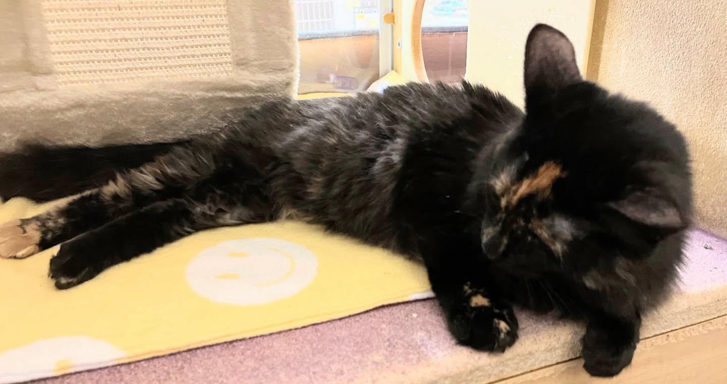Enlarge Silver, a Adoptable Tortoiseshell in Noblesville, IN image 2/3