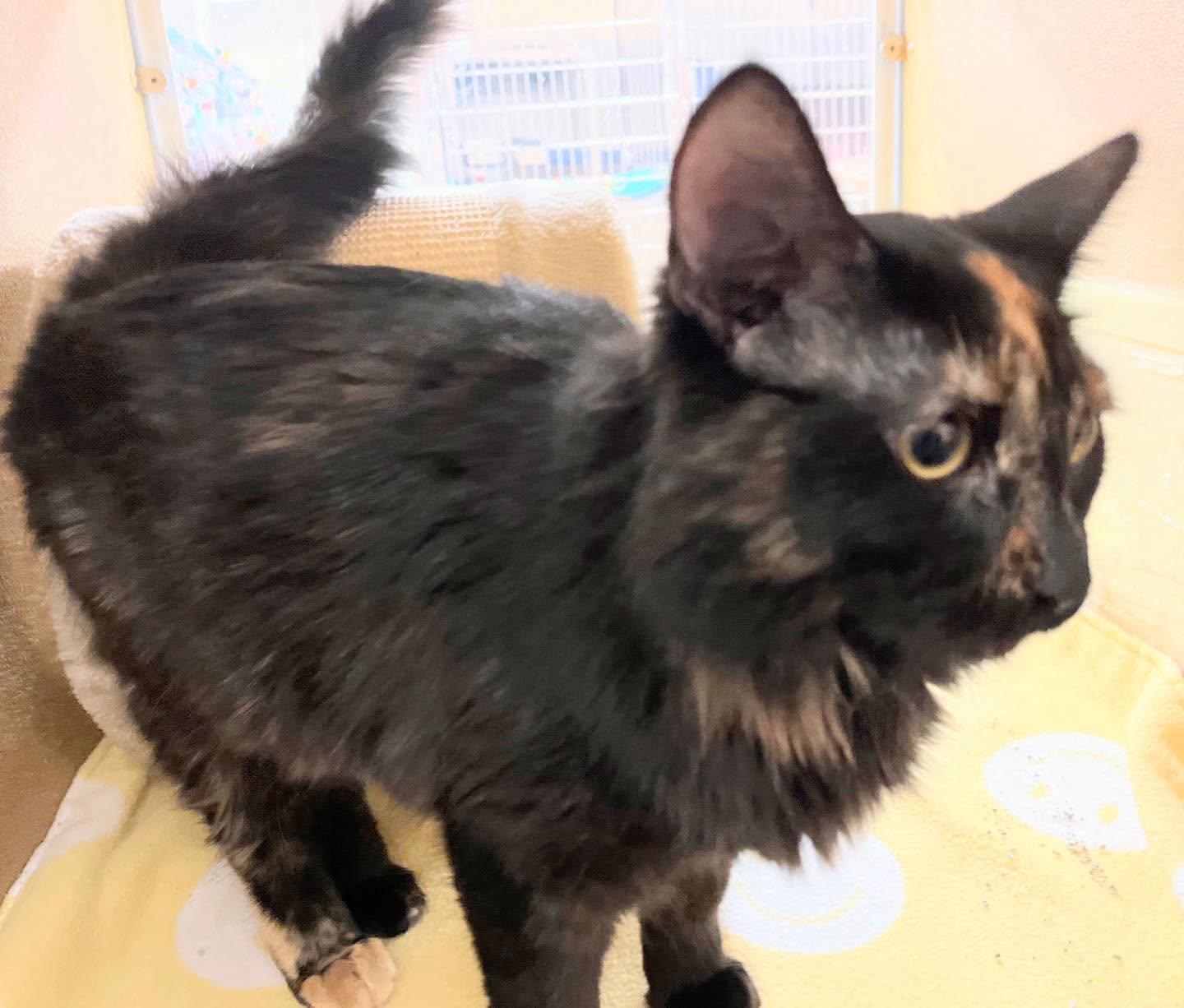 Enlarge Silver, a Adoptable Tortoiseshell in Noblesville, IN image 3/3