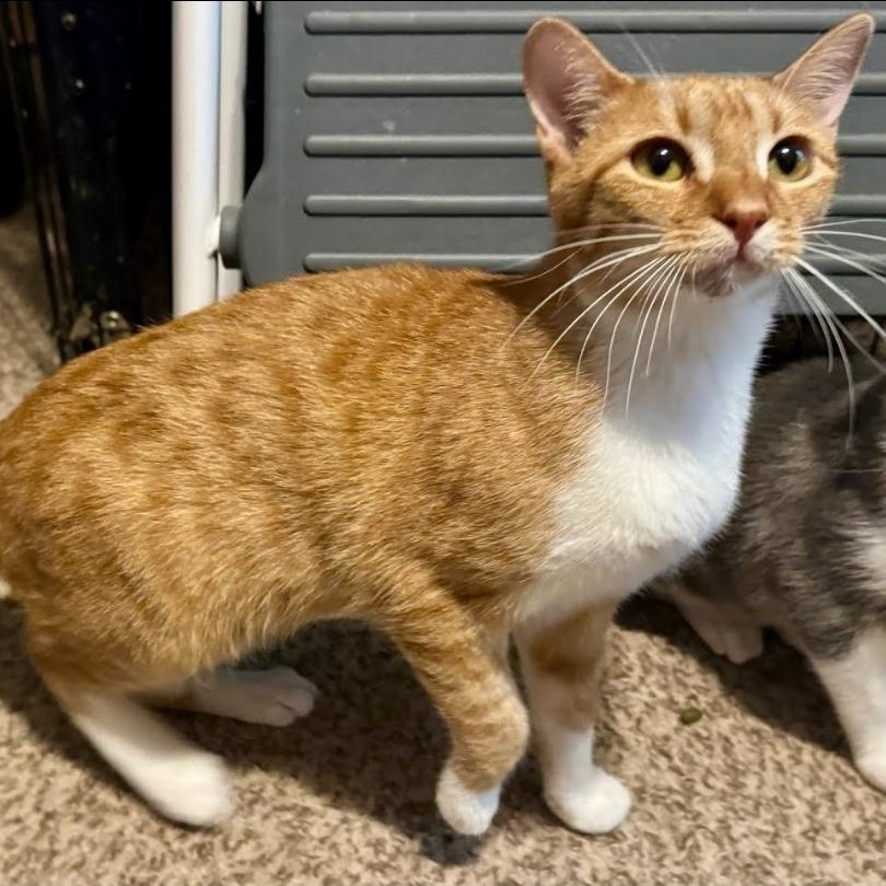 Red, a Adoptable Domestic Short Hair in Warr Acres, OK image 2/2