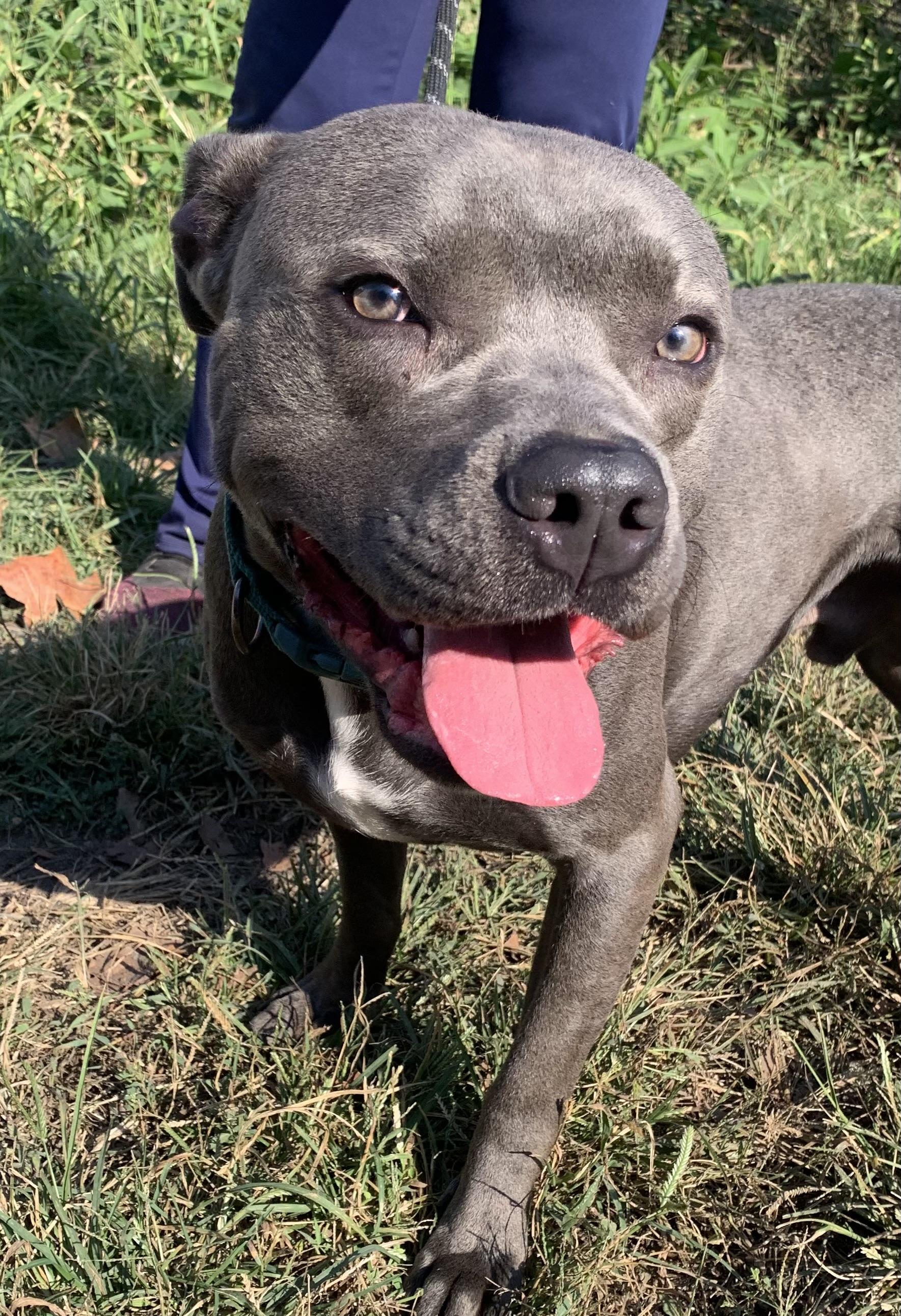 Cain, Adoptable, Adult Male Pit Bull Terrier.