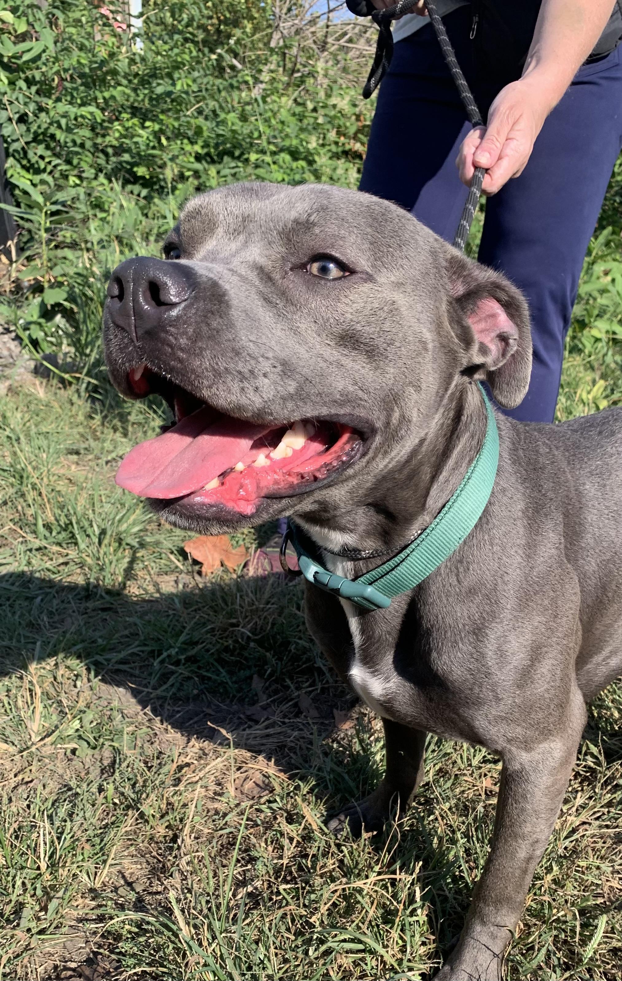 Enlarge Cain, a Adoptable Pit Bull Terrier in McKeesport, PA image 2/6