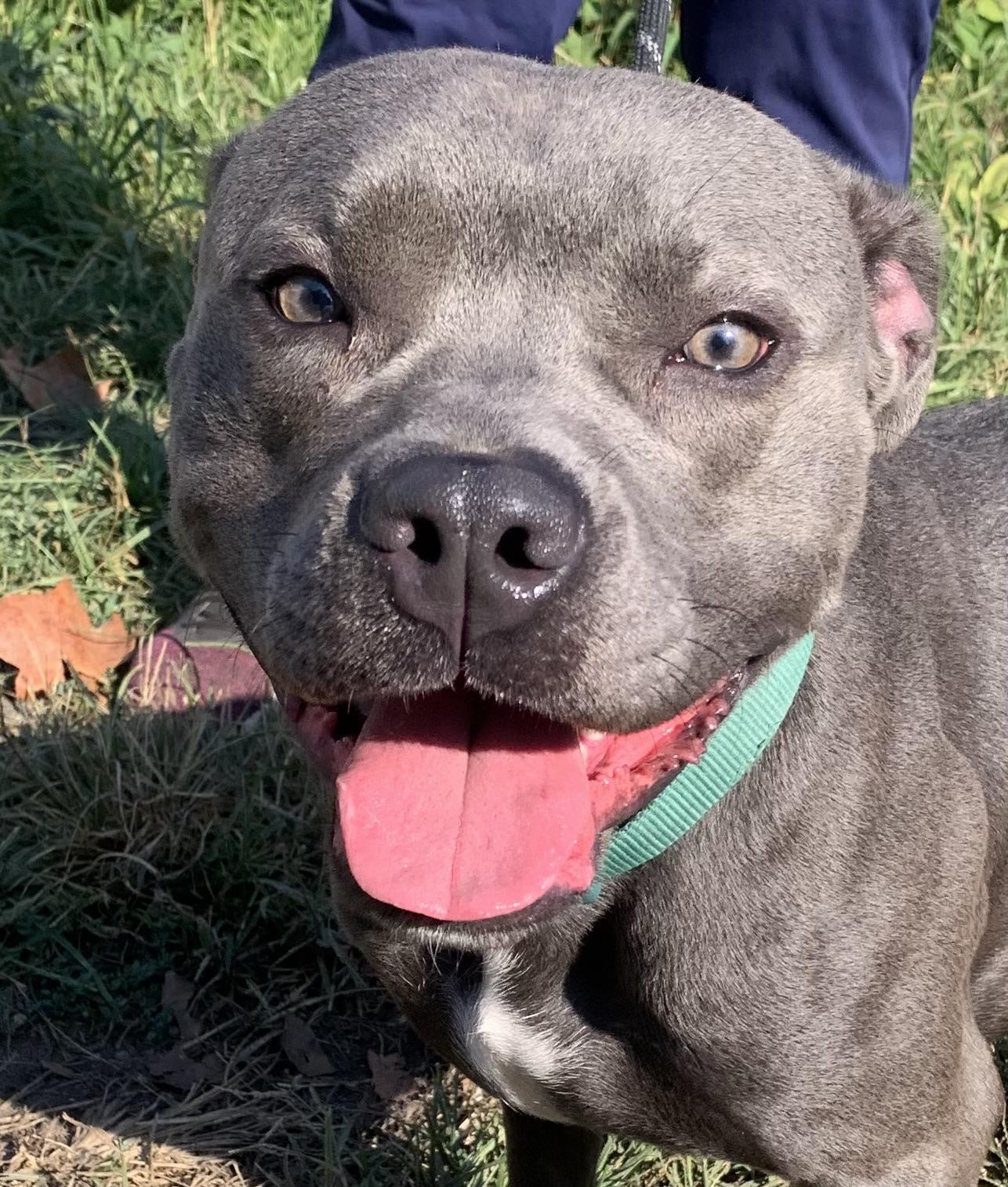 Cain, Adoptable, Adult Male Pit Bull Terrier.