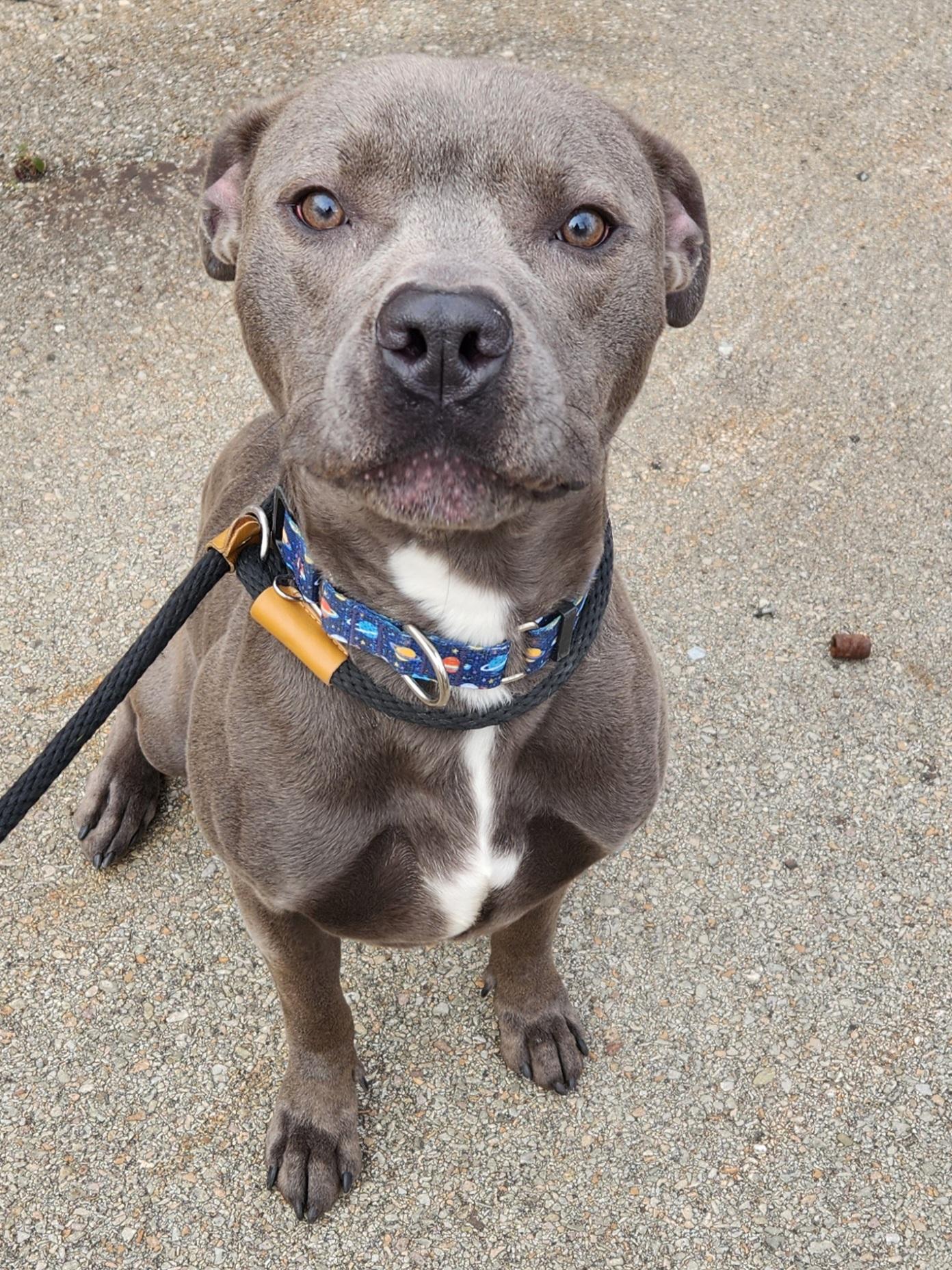 Enlarge Cain, an adopted Pit Bull Terrier in McKeesport, PA image 6/6