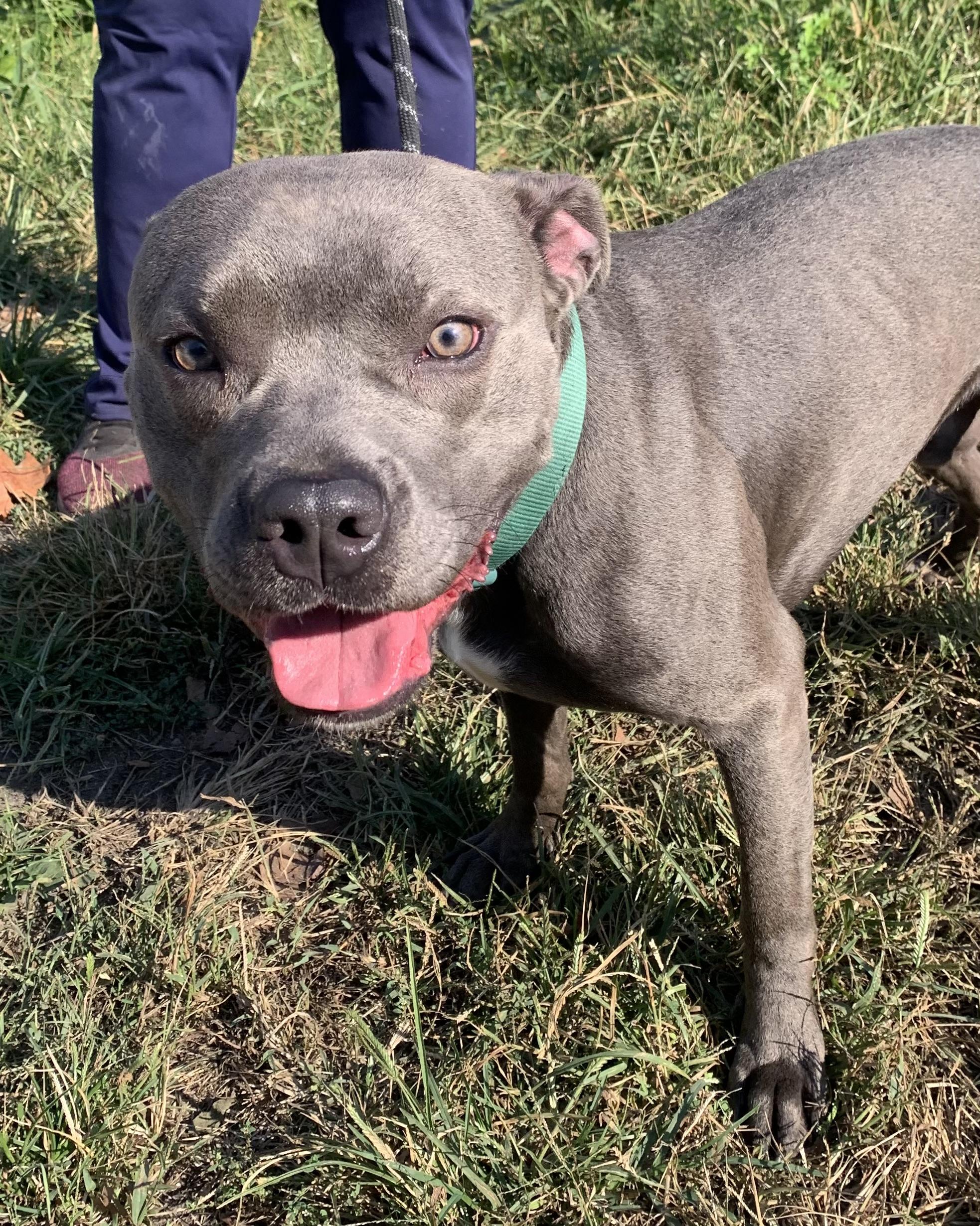 Enlarge Cain, a Adoptable Pit Bull Terrier in McKeesport, PA image 5/6