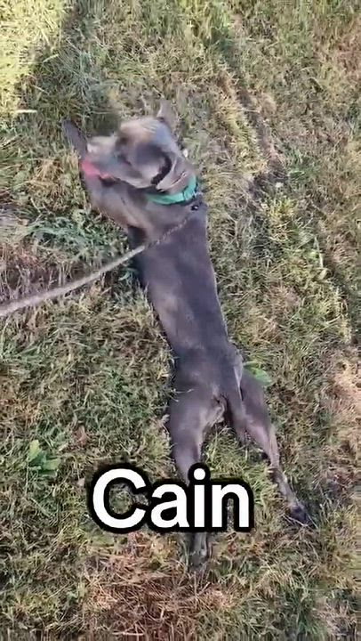 Enlarge Cain, a Adoptable Pit Bull Terrier in McKeesport, PA video 6/6