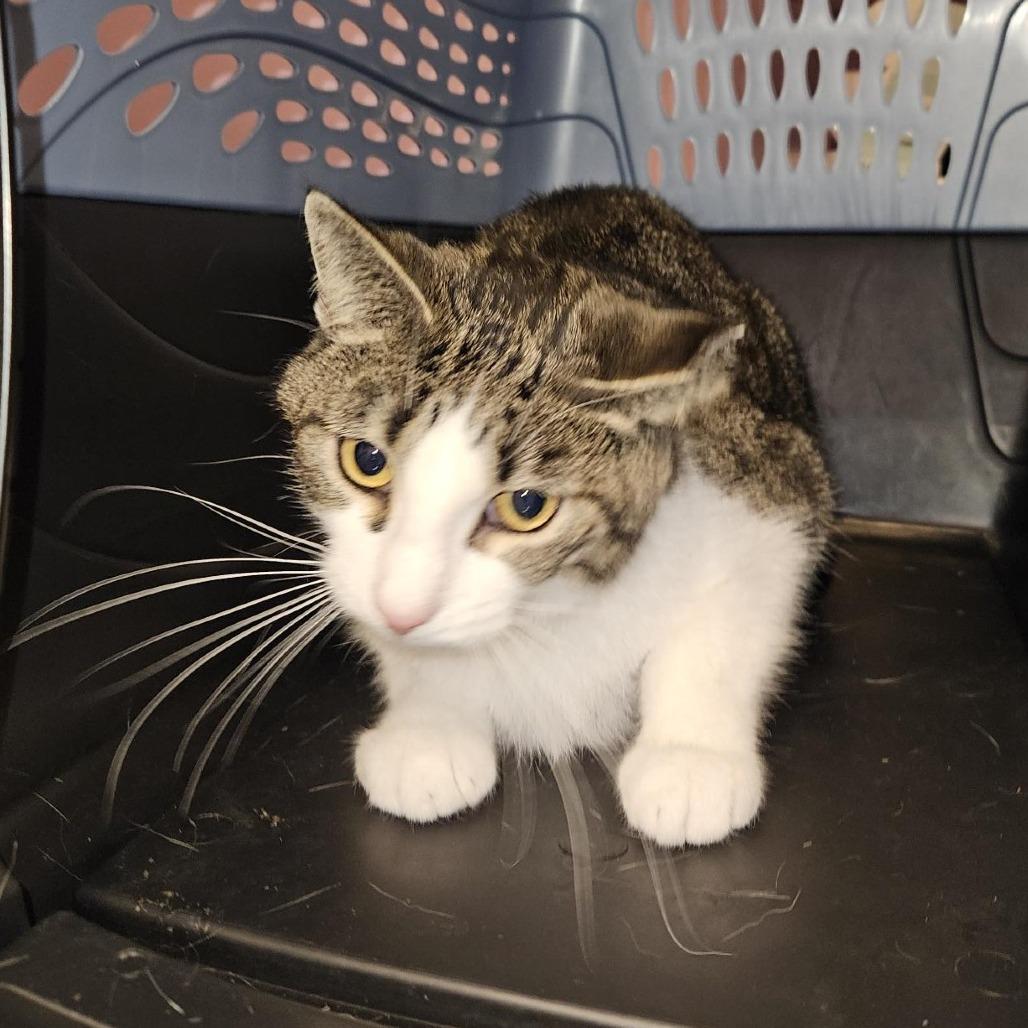 Chopsticks, Adoptable, Adult Male Domestic Short Hair.