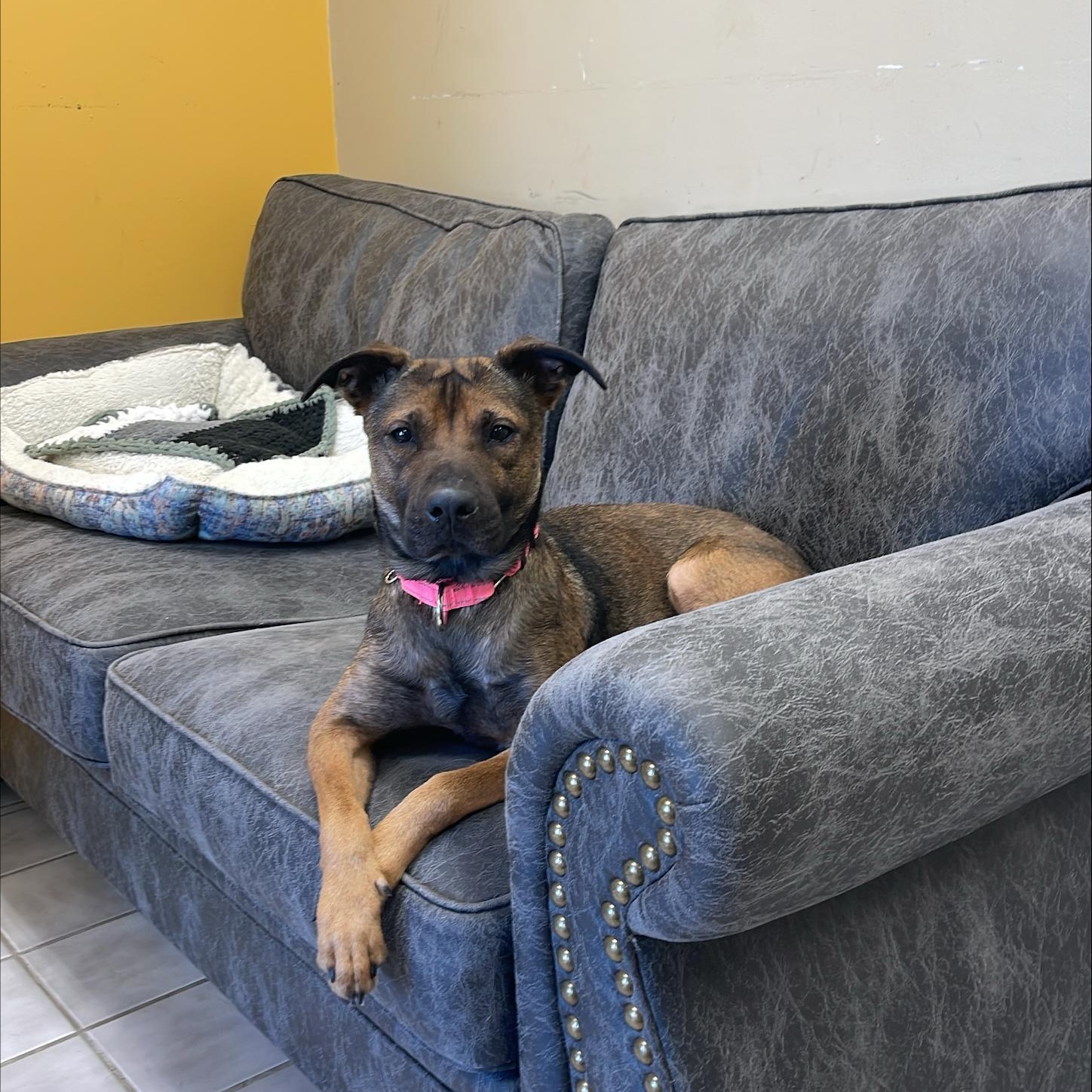 Enlarge Anjelica, an adopted Labrador Retriever in North Kansas City, MO image 1/2