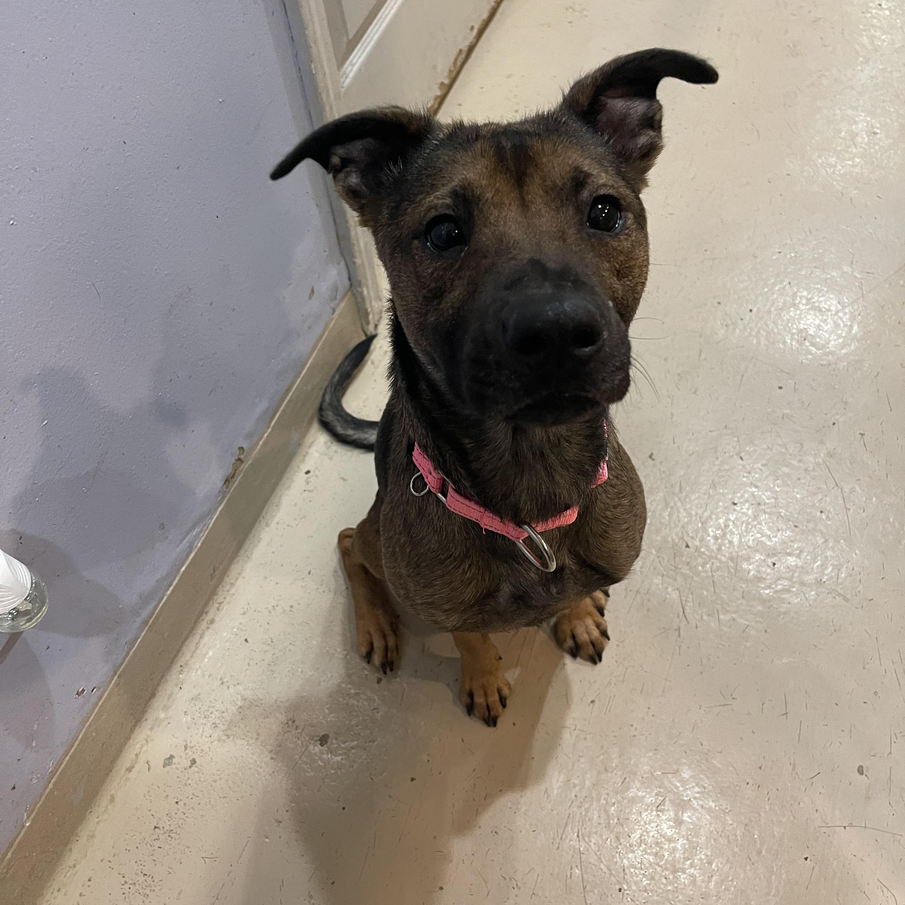 Enlarge Anjelica, an adopted Labrador Retriever in North Kansas City, MO image 2/2