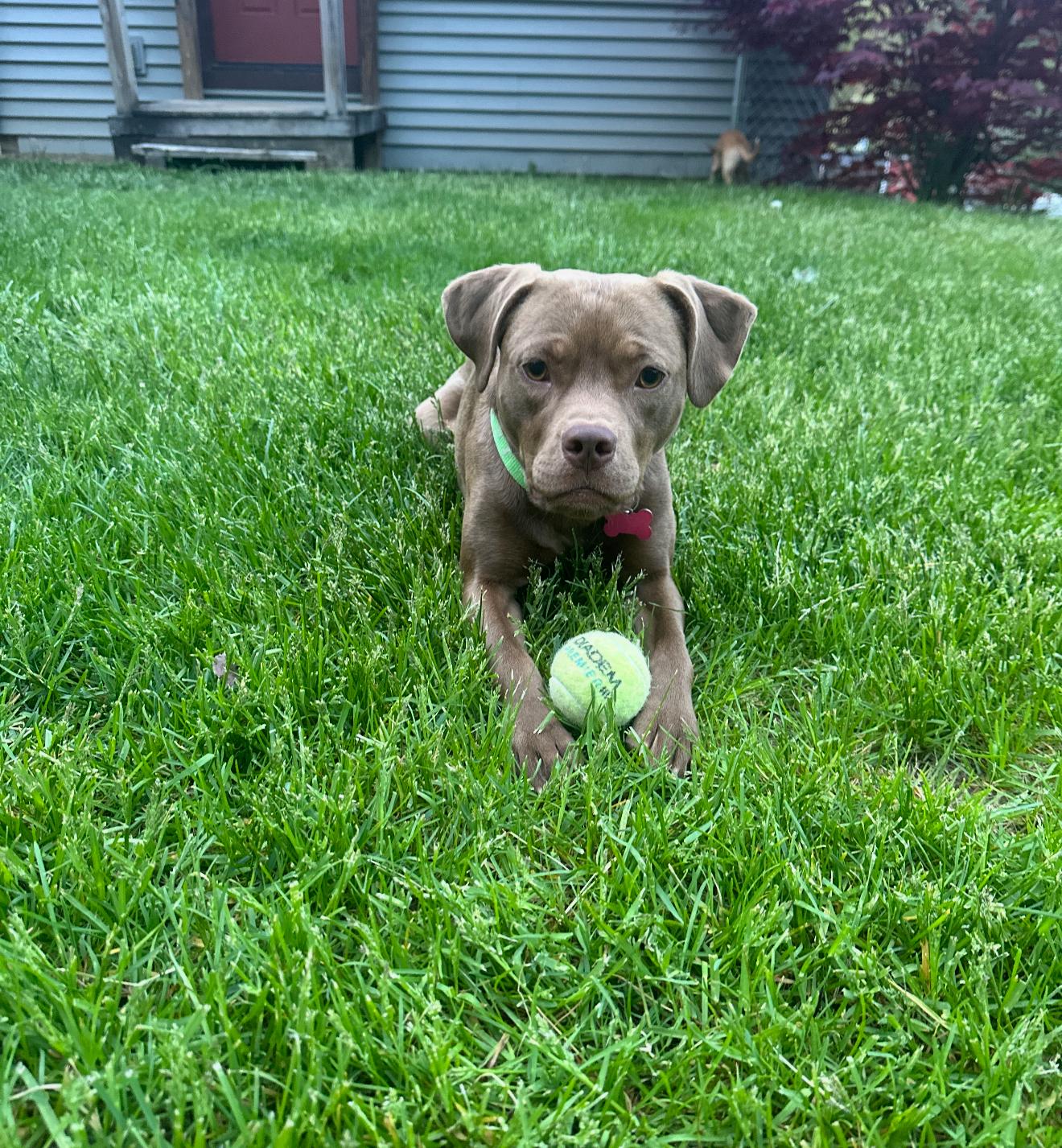 Sapphire, a Adoptable mixed breed in Grand Haven, MI image 2/6