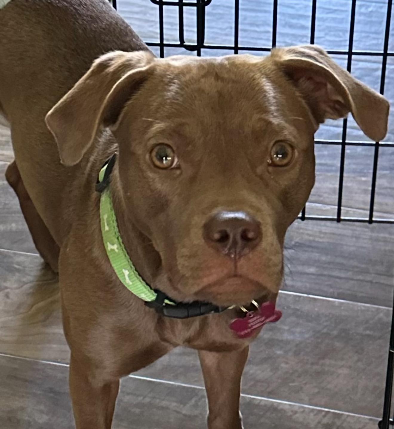 Sapphire, a Adoptable mixed breed in Grand Haven, MI image 3/6