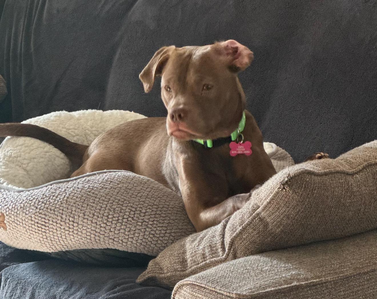 Sapphire, a Adoptable mixed breed in Grand Haven, MI image 4/6