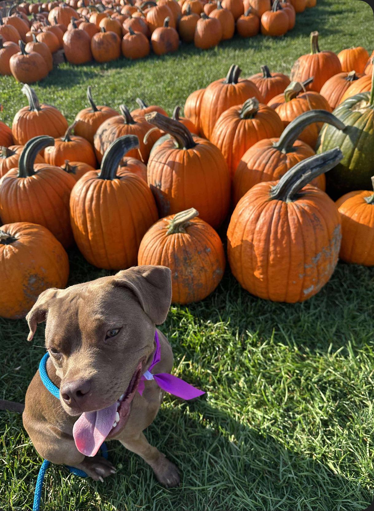 Sapphire, a Adoptable mixed breed in Grand Haven, MI image 6/6