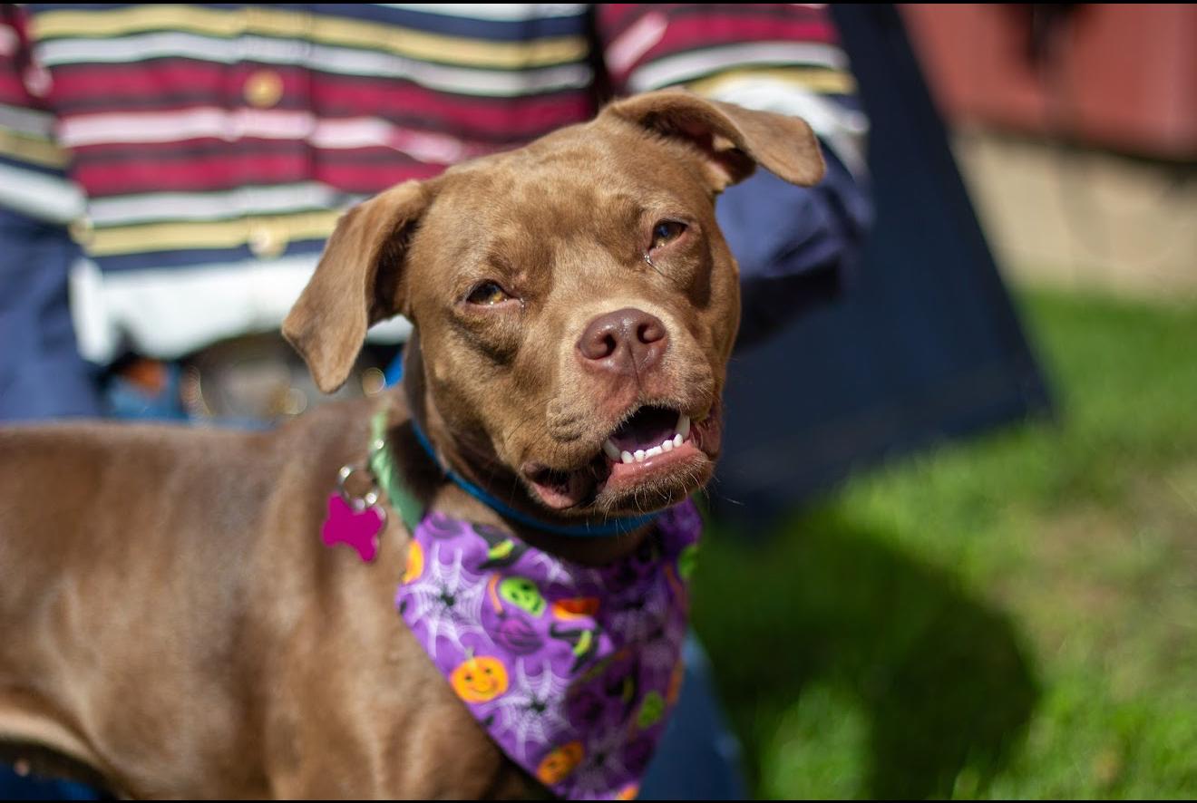 Sapphire, a Adoptable mixed breed in Grand Haven, MI image 1/6
