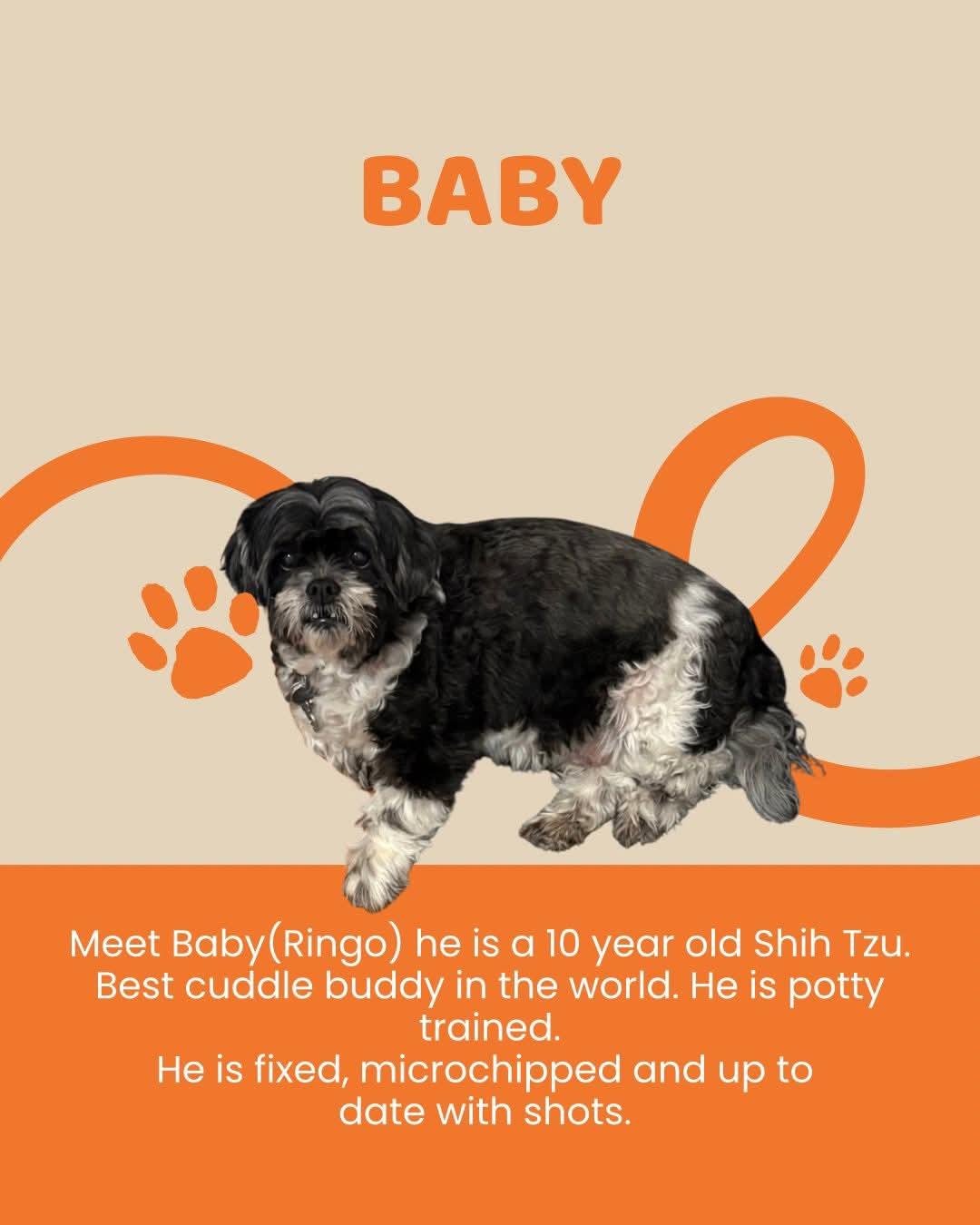 Baby, ADOPTABLE, Senior Male Shih Tzu.