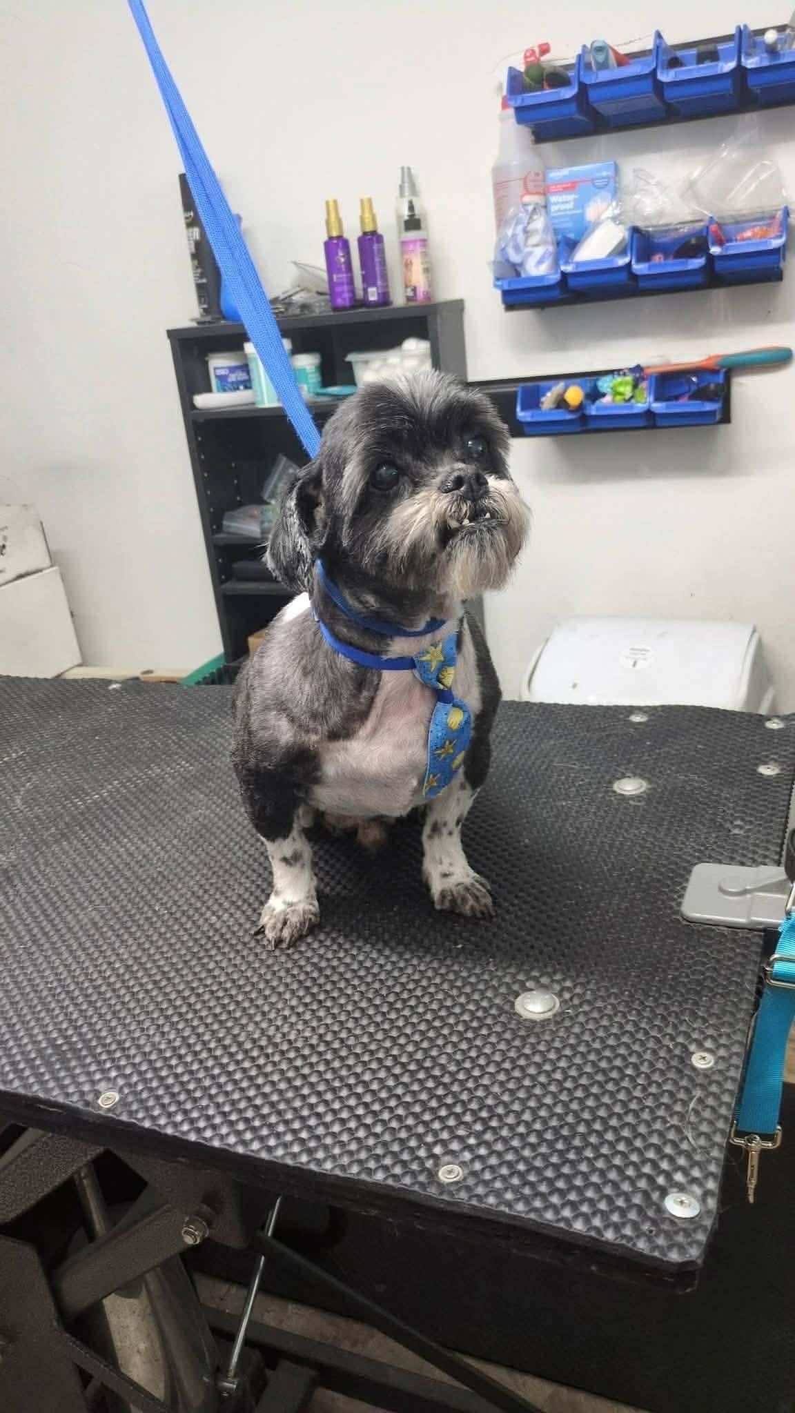 Baby, a ADOPTABLE Shih Tzu in Brigham City, UT image 2/3