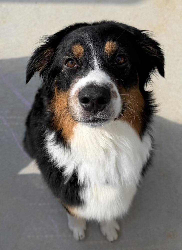 1142 Shep, Adoptable, Young Male Australian Shepherd.