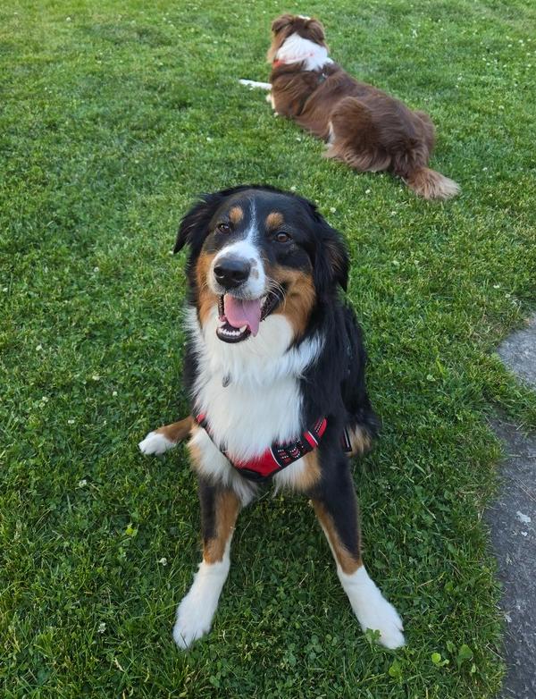 1142 Shep, a Adoptable Australian Shepherd in Ringwood, IL image 2/5