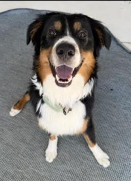1142 Shep, a Adoptable Australian Shepherd in Ringwood, IL image 3/5
