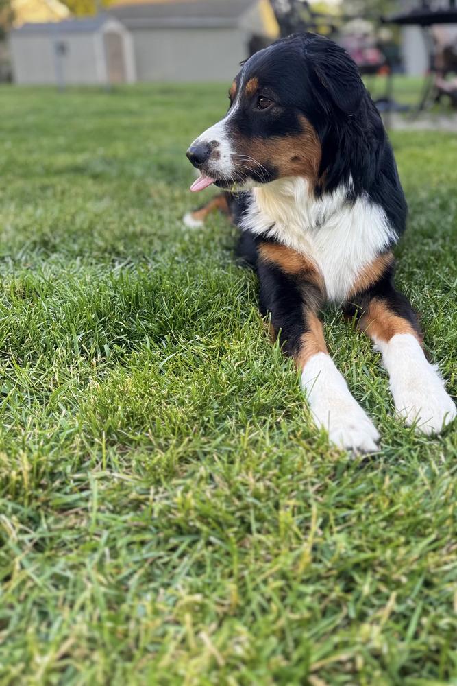 1142 Shep, a Adoptable Australian Shepherd in Ringwood, IL image 4/5