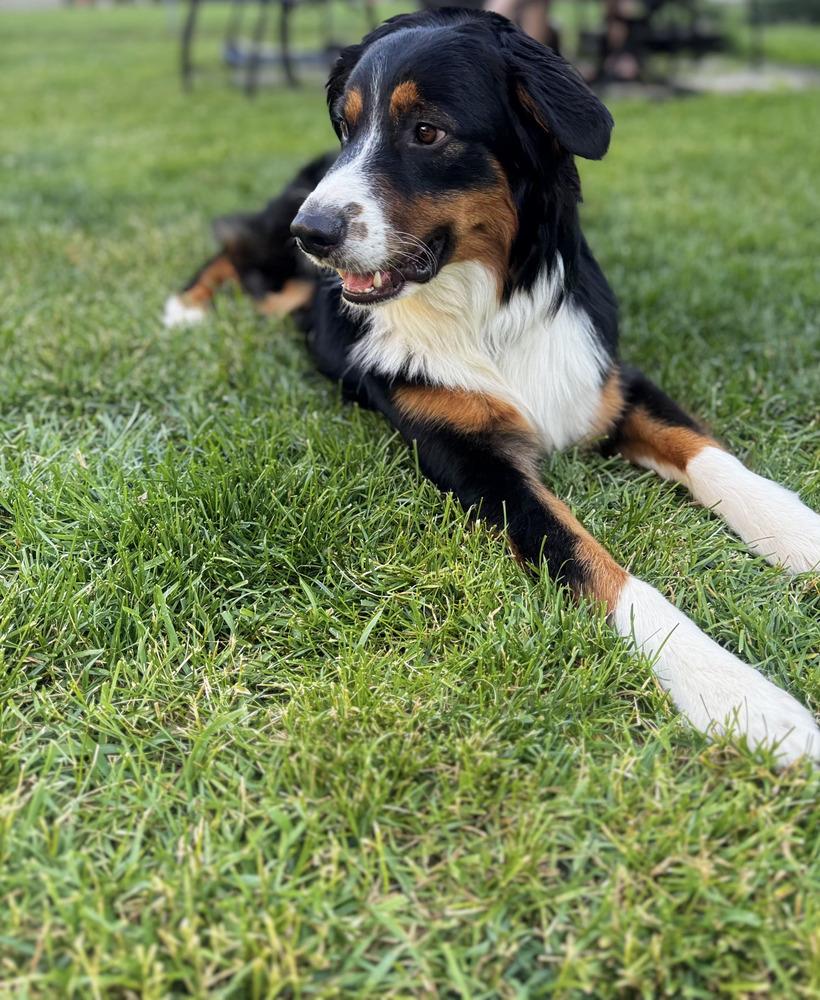 1142 Shep, a Adoptable Australian Shepherd in Ringwood, IL image 5/5