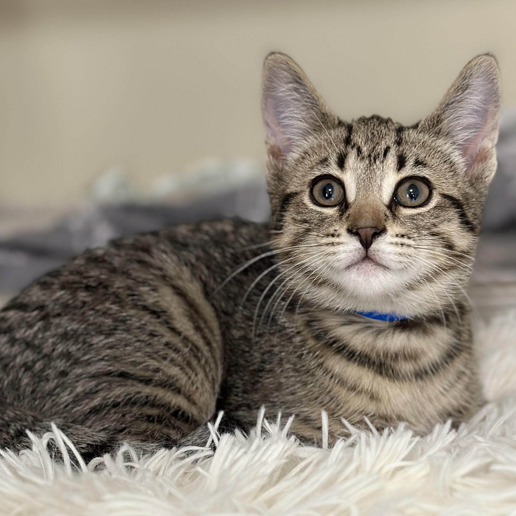 Simon, an adopted Domestic Short Hair in Victor, NY image 3/3