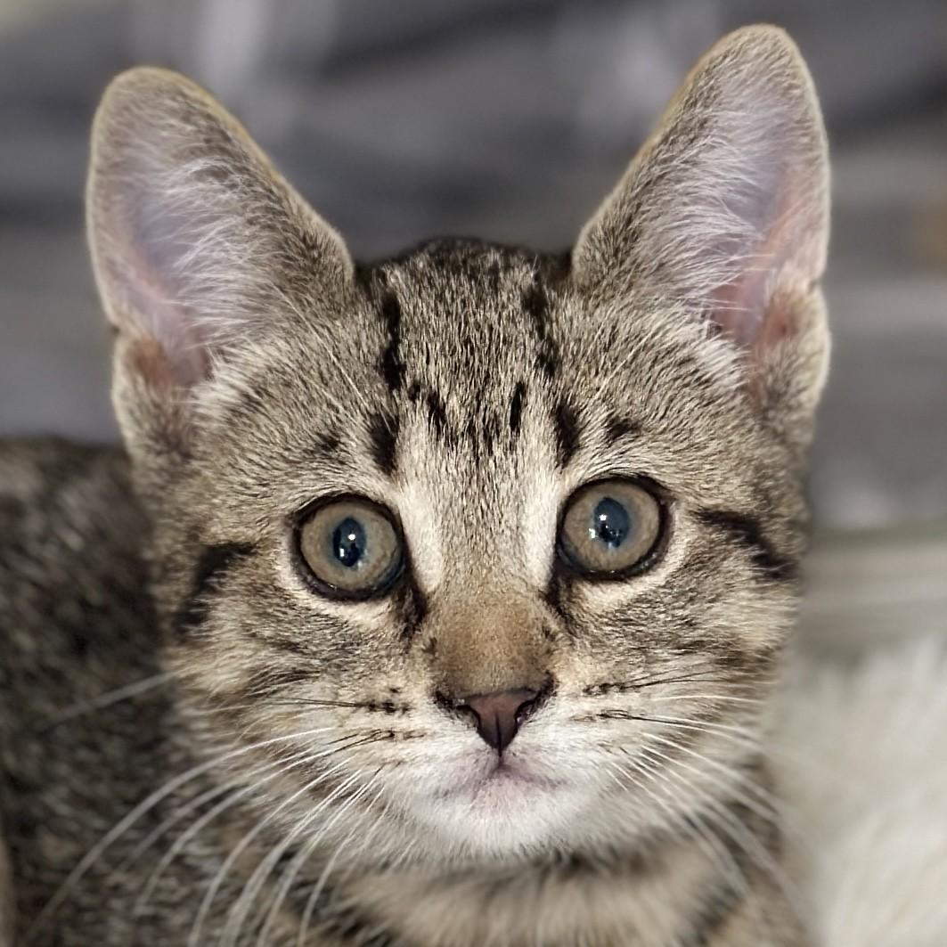 Simon, adopted, Kitten Male Domestic Short Hair.