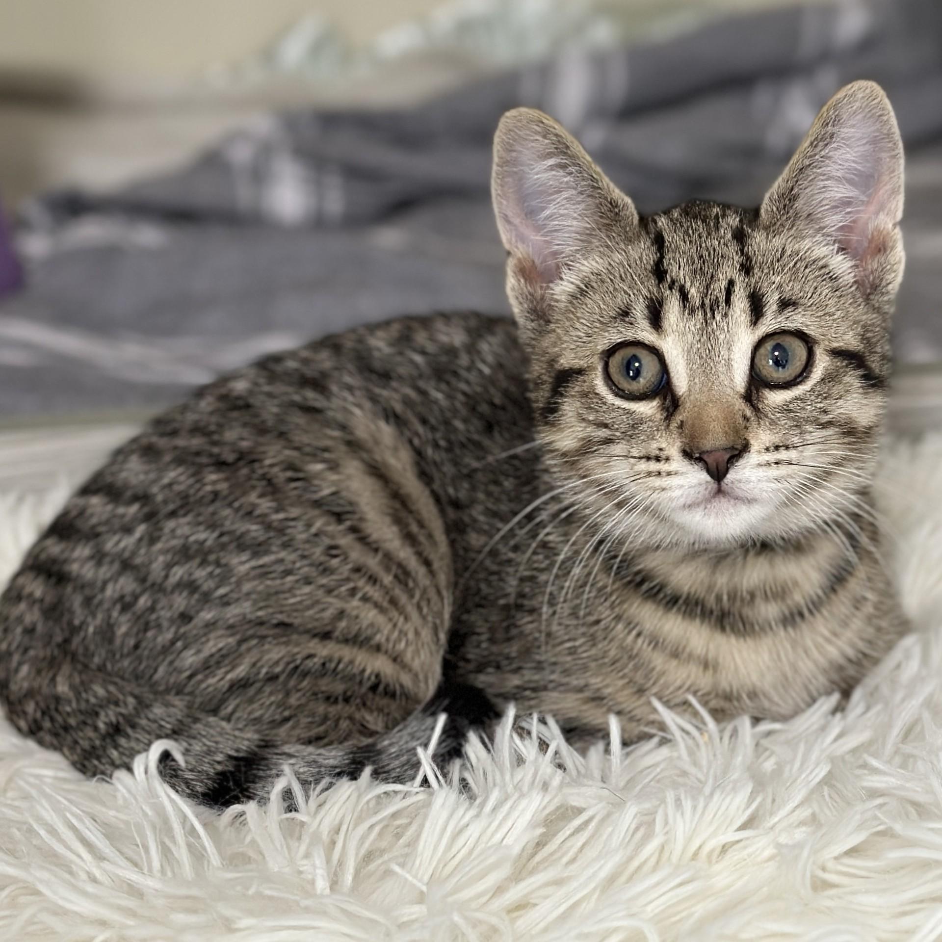 Simon, an adopted Domestic Short Hair in Victor, NY image 2/3