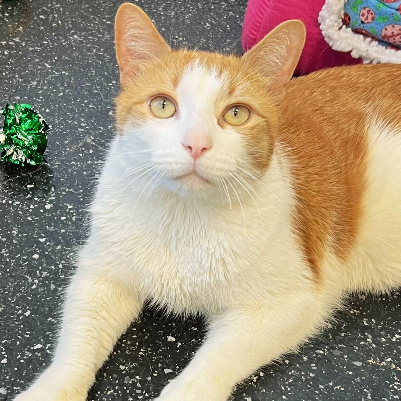 Enlarge Akira and Lafayette, a Adoptable Domestic Short Hair in Waltham, MA image 5/6