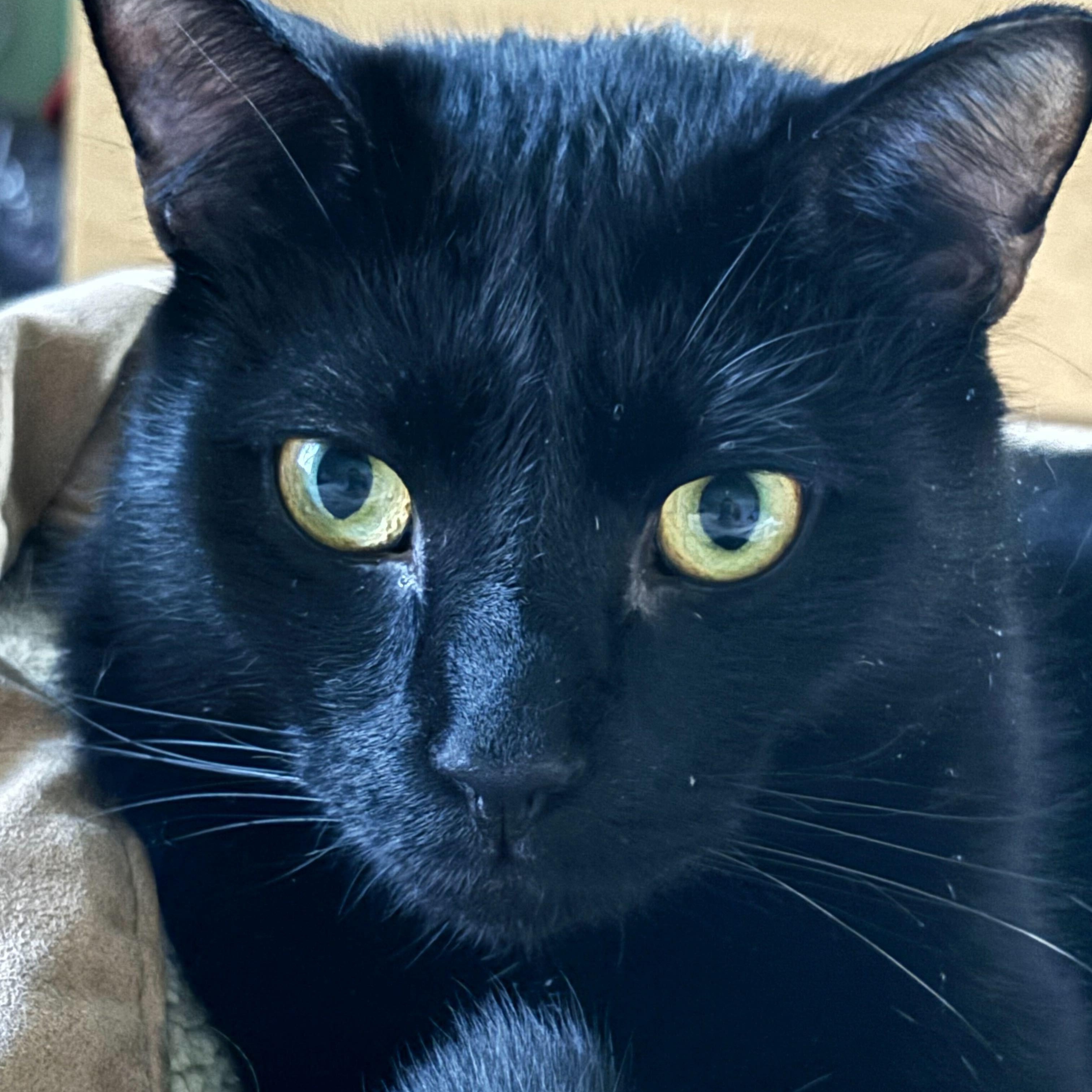 Enlarge Akira and Lafayette, a Adoptable Domestic Short Hair in Waltham, MA image 4/6