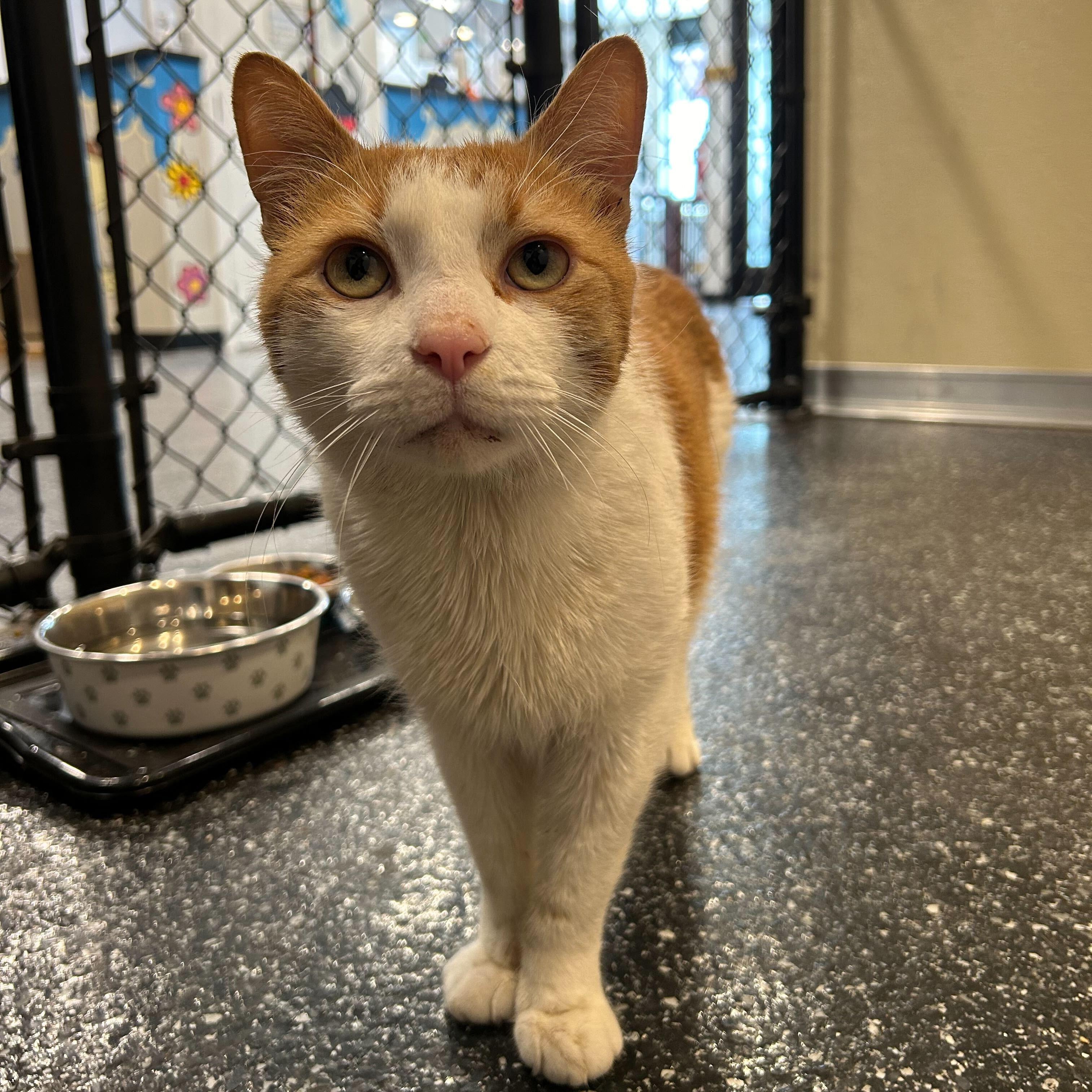 Enlarge Akira and Lafayette, a Adoptable Domestic Short Hair in Waltham, MA image 3/6