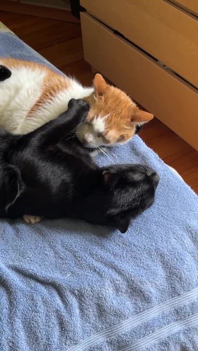 Enlarge Akira and Lafayette, a Adoptable Domestic Short Hair in Waltham, MA video 6/6