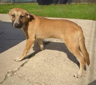 Zeus- Puppy #2 (CS Litter #1/2026), Adoptable, Puppy Male Great Dane.
