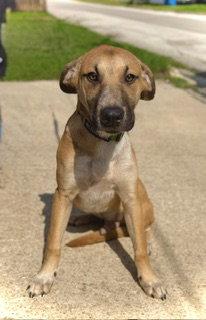 Enlarge Zeus- Puppy #2 (CS Litter #1/2026), a Adoptable Great Dane in Pleasanton, TX image 2/3