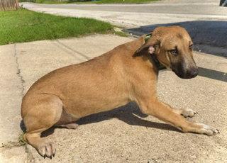 Enlarge Zeus- Puppy #2 (CS Litter #1/2026), a Adoptable Great Dane in Pleasanton, TX image 3/3