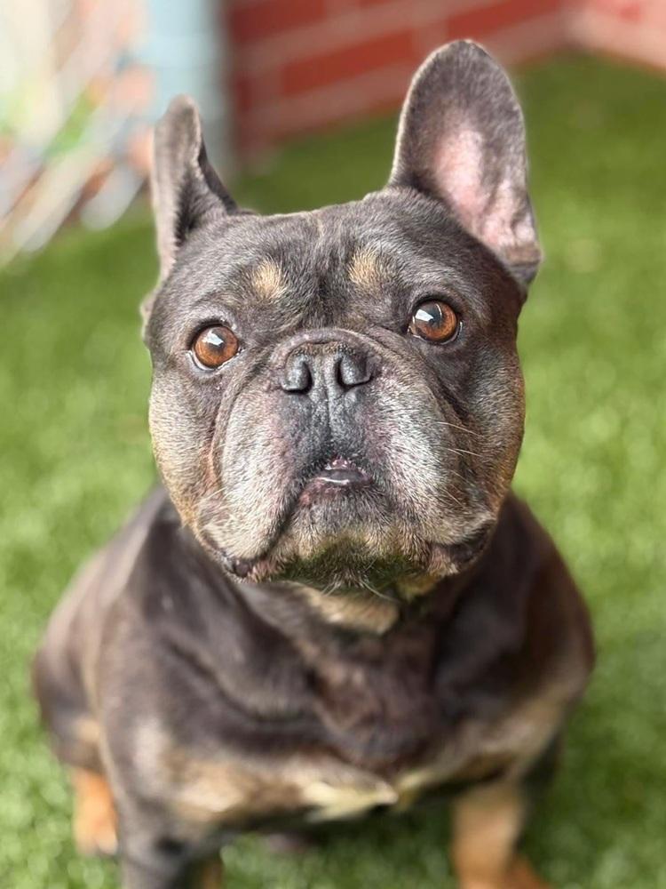 Tony Bologna, a Adoptable French Bulldog in Oakland, MI image 2/4