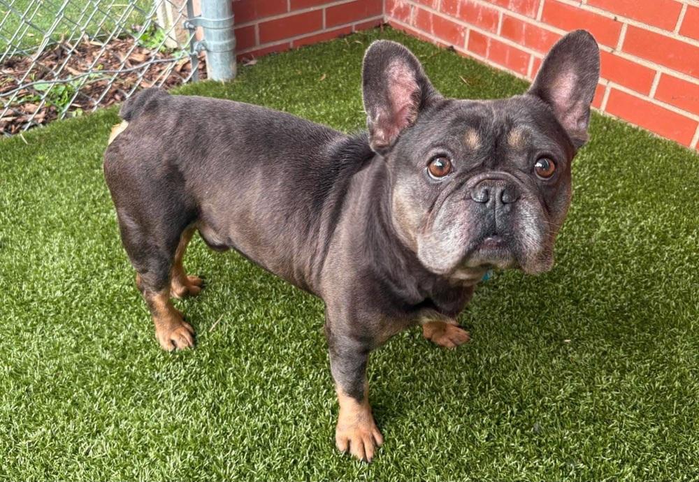 Tony Bologna, a Adoptable French Bulldog in Oakland, MI image 3/4