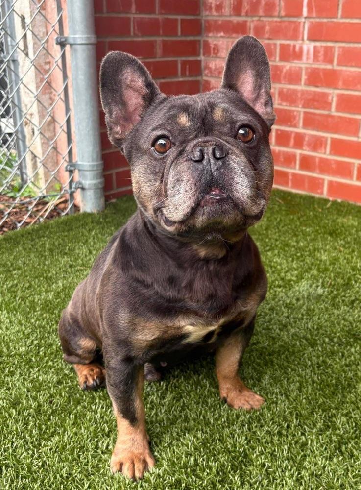 Tony Bologna, a Adoptable French Bulldog in Oakland, MI image 4/4
