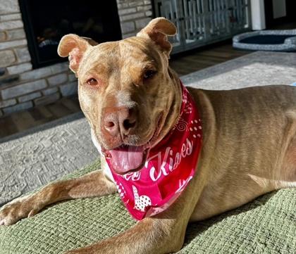 Enlarge Lou, a Adoptable mixed breed in Neenah, WI image 1/3