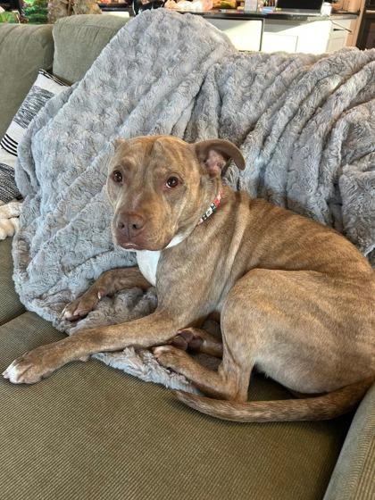 Lou, Adoptable, Young Male Mixed Breed & Mixed Breed.