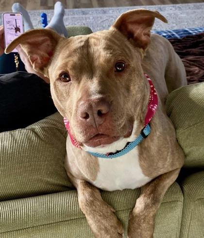 Enlarge Lou, a Adoptable mixed breed in Neenah, WI image 2/3