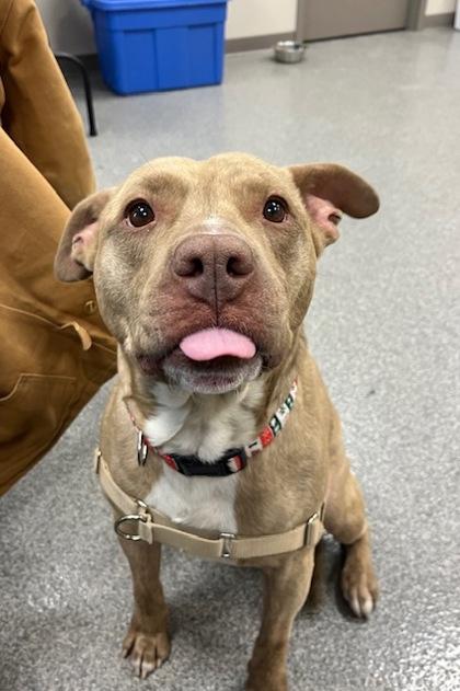 Lou, Adoptable, Young Male Mixed Breed & Mixed Breed.