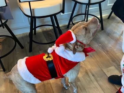 Enlarge Lou, a Adoptable mixed breed in Neenah, WI image 2/3