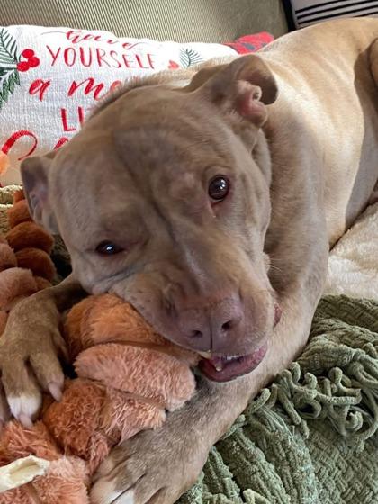 Enlarge Lou, a Adoptable mixed breed in Neenah, WI image 3/3