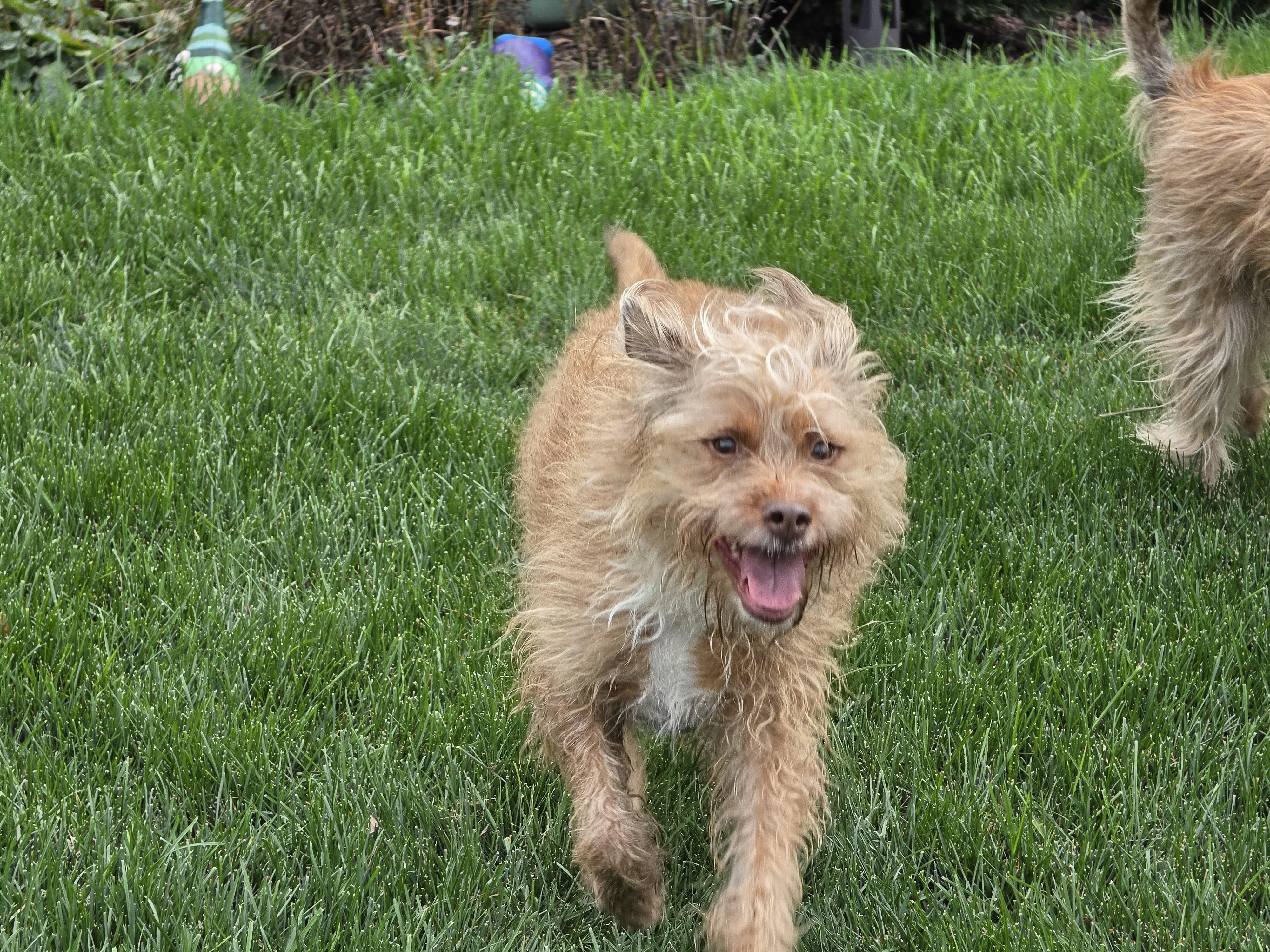 Enlarge IZZY, a Adoptable mixed breed in Des Plaines, IL image 2/3